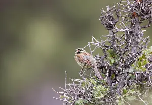 Cirlus: Cirl Bunting - adult male on territory