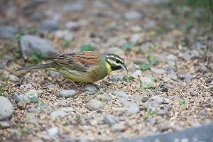 Buntings: Cirl Bunting - feeding on seed fallen from an outdoor