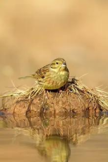 Cirlus: Cirl Bunting - female at drinking pool