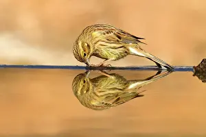 Cirlus: Cirl Bunting - female drinking at pool