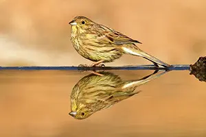Cirl: Cirl Bunting - female at drinking pool
