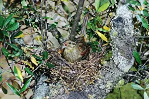 Gillean White: Cirl BUNTING - female at nest