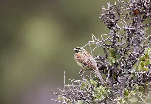 Cirlus: Cirl Bunting - male