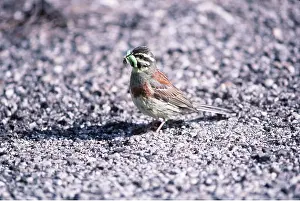 Nancy Jennings: CIRL BUNTING - male