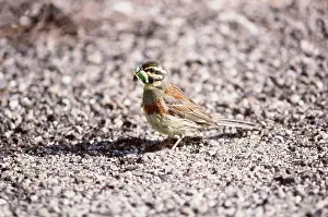 Caterpillars: CIRL BUNTING - male with caterpillar / larvae in beak
