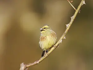 Valencia: Cirl Bunting - male Emberiza cirlus Valencia, Spain BI035279