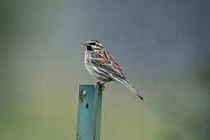Cirlus: Cirl Bunting - male on fence post