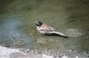 Nancy Jennings: CIRL BUNTING - male in water