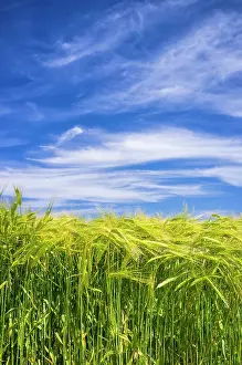 Cirrus: Cirrus Clouds