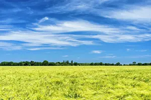 Cirrus: Cirrus Clouds