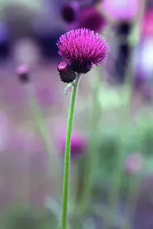 Atropurpureum: Cirsium