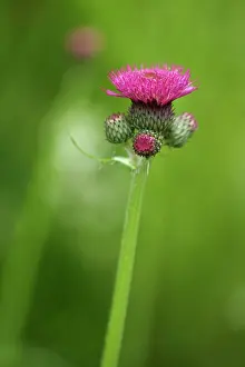Atropurpureum: Cirsium