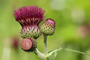 Leadership: Cirsium