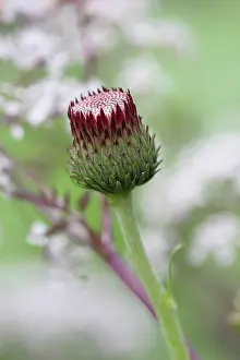 Atropurpureum: Cirsium