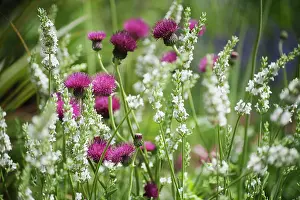 Atropurpureum: Cirsium, Plume thistle, Cirsium rivulare Atropurpureum