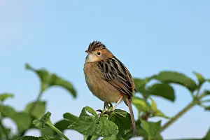Cisticola: Cisticola