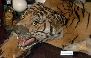 Airport: CITES confiscations Warsaw Airport - tiger skin