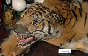 Airport: CITES confiscations Warsaw Airport - tiger skin
