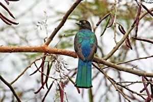 Trogon: Citreoline Trogon