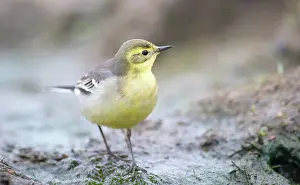 Citrine: Citrine Wagtail