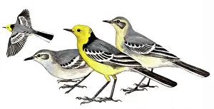 Motacilla: Citrine Wagtail