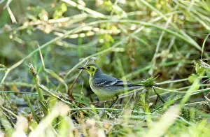 Citrine: Citrine Wagtail - female