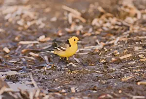 Citrine: Citrine wagtail - male -feeding -on migration