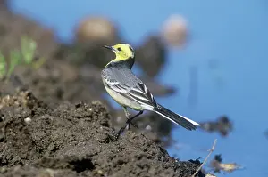 Citrine: Citrine Wagtail - male in non-breeding plumageSS