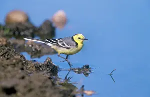 Citrine: Citrine Wagtail - wading