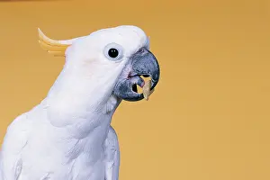 Cockatoos: Citron-crested cockatoo