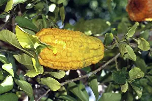 Citrus: Citron Fruit