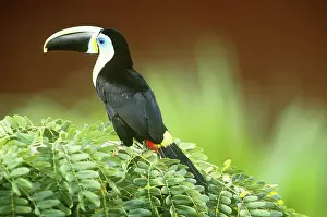 Vitellinus: Citron-throated Toucan