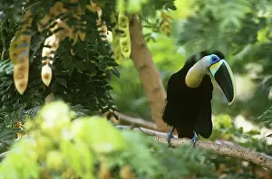 Vitellinus: Citron-throated Toucan