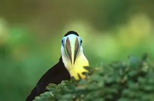 Rhamphastos: Citron-Throated Toucan