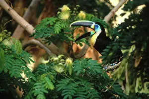 Squawking: Citron-Throated Toucan