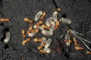 Tending: Citronella Ants and Larvae