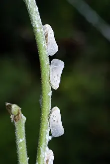 Citrus: Citrus flatid planthopper