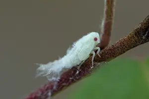 Destroying: Citrus Flatid Planthopper (Metcalfa pruinosa), larva