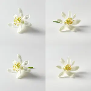 Evolution: Citrus flower on white background, four views, two with stal