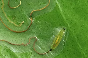 Lemon: Citrus leaf miner larva in leaf mine