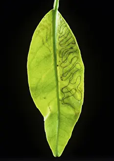 Mines: Citrus leaf miner mines