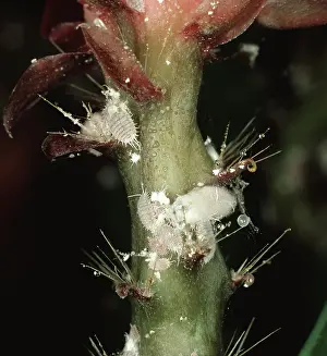 Epiphyllum: Citrus mealybug on Easter cactus