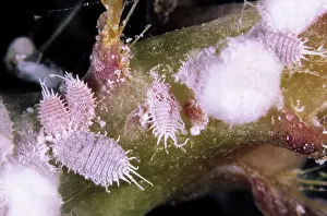Micrograph: Citrus mealybugs