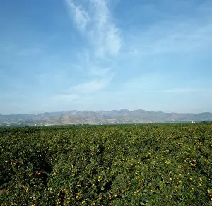 Orchards: Citrus orchards