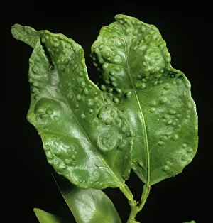 Hemipteran: Citrus Psyllid damage to Orange leaf