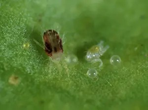 Acari: Citrus red spider mite