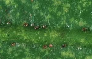 Acari: Citrus red spider mite eggs