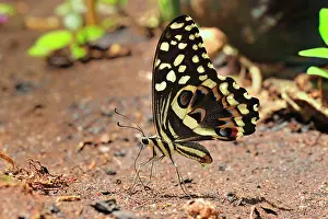 Swallowtails: Citrus Swallowtail Butterfly