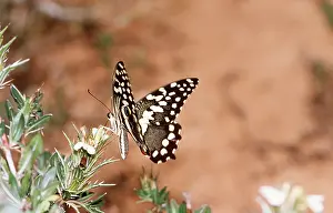 Swallowtails: Citrus Swallowtail Butterfly