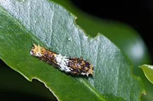 Swallowtails: Citrus Swallowtail Butterfly - caterpillar, early